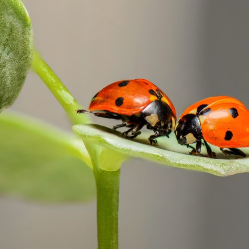 Ladybirds