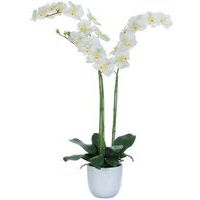 Phalaenopsis orchid 100 cm - Vepabins
